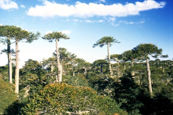 pnahuelbuta